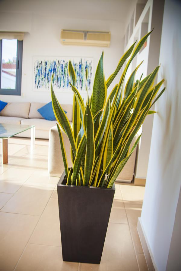Villa Infinite Blu Paphos Exteriör bild